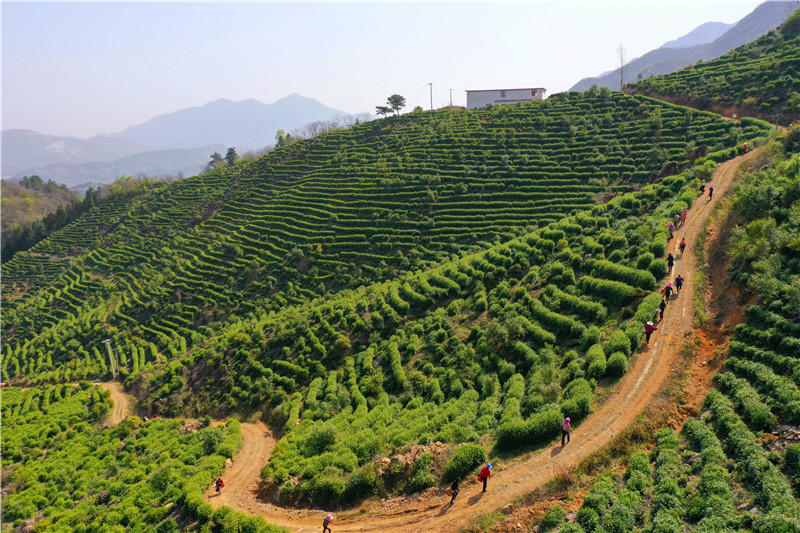 信陽市商城縣：頭茬高山茶搶“鮮”開摘_fororder_茶農沿著蜿蜒的山路上山採茶.JPG