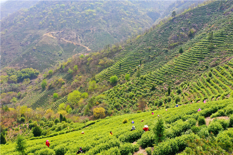 信陽市商城縣：頭茬高山茶搶“鮮”開摘_fororder_春來茶滿園.JPG