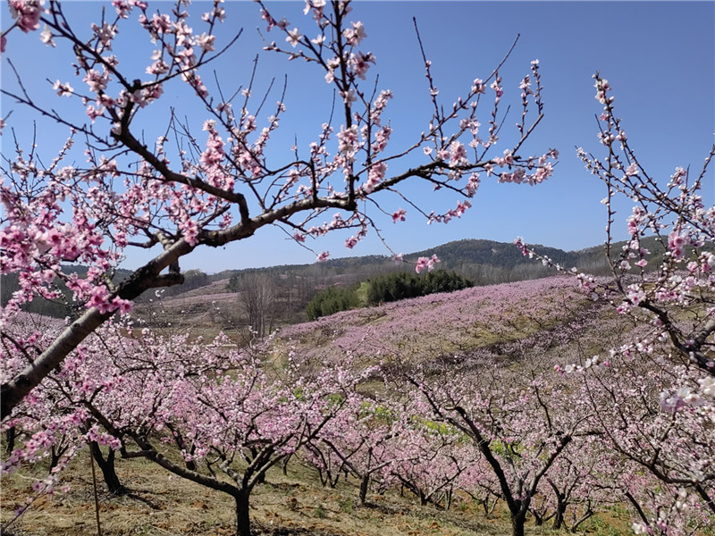 南陽桐柏：桃花源裏惹人醉_fororder_大石坡村桃花林 攝影 周黎娟