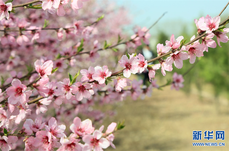 洛陽汝陽：三月桃花引客來