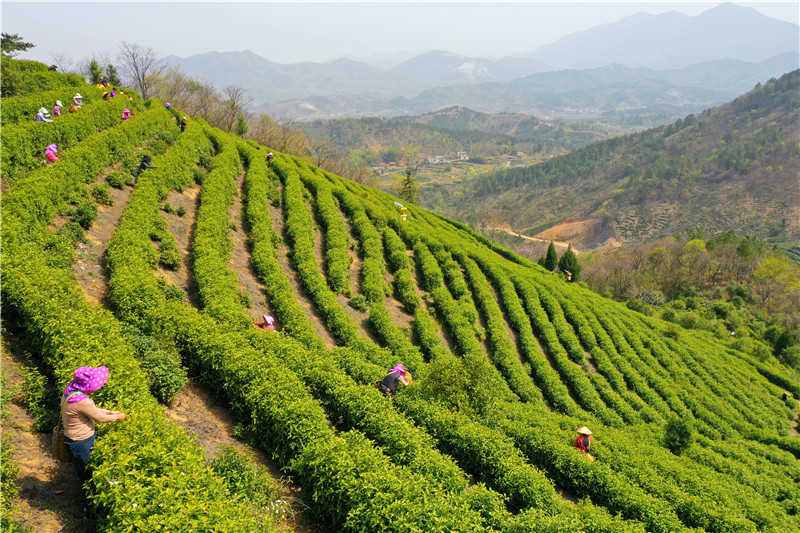 信陽市商城縣：頭茬高山茶搶“鮮”開摘_fororder_茶農在茶園採茶.JPG