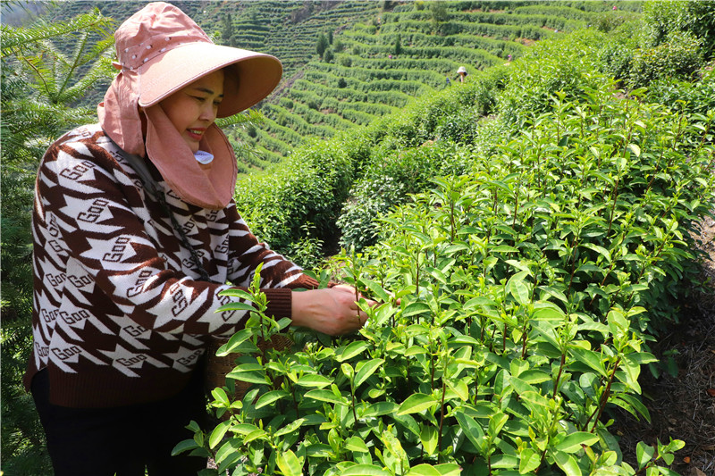 信陽市商城縣：頭茬高山茶搶“鮮”開摘_fororder_嫩綠香茶在指尖“起舞”.JPG