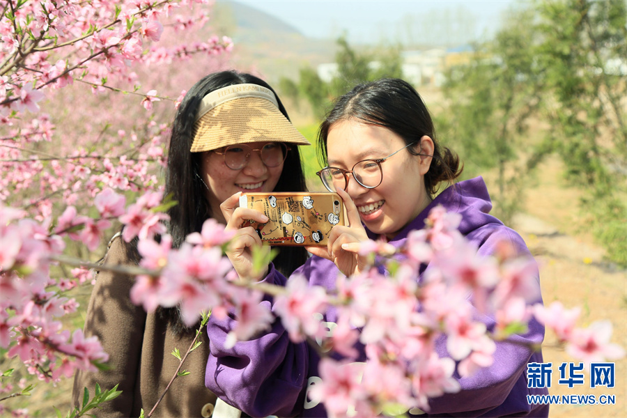 洛陽汝陽：三月桃花引客來