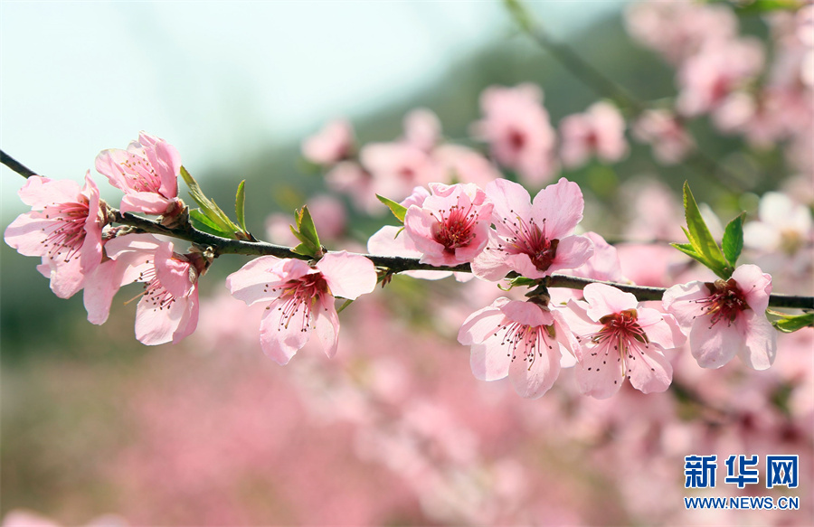 洛陽汝陽：三月桃花引客來