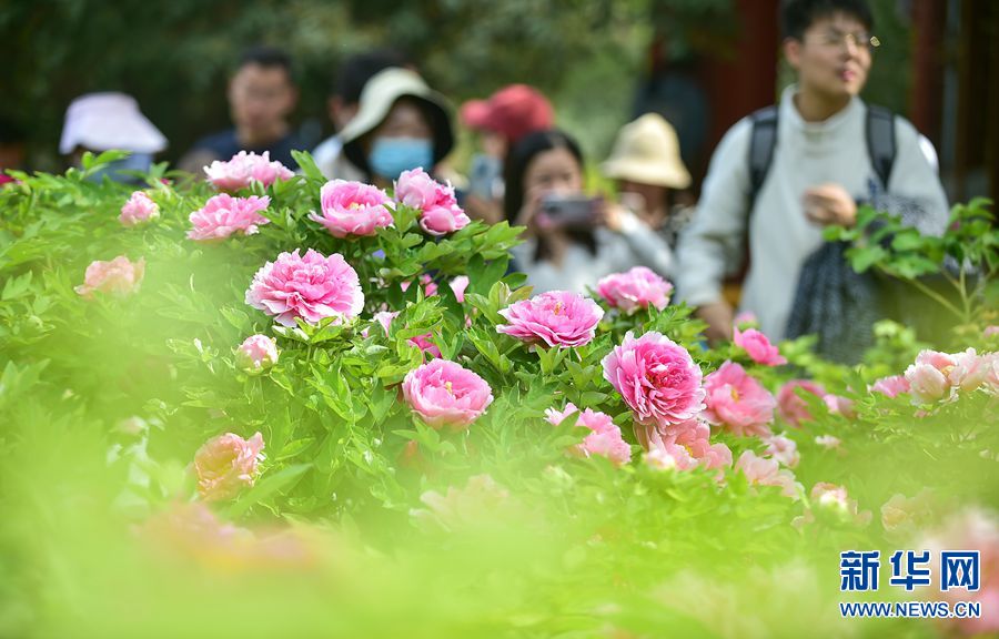 牡丹花開洛陽城