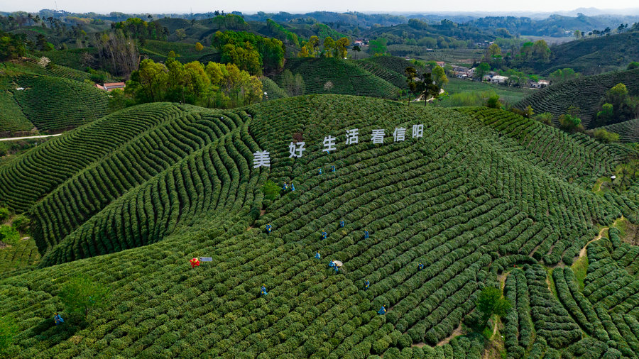 2023年信陽毛尖茶正式全面開採_fororder_春茶採摘忙