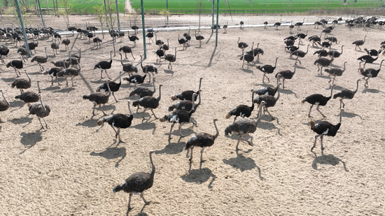 【原創】濮陽市濮陽縣：“鴕鳥司令”劉自雷的創業致富路_fororder_圖片1