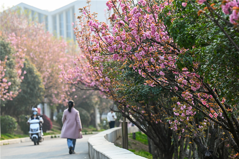 信陽新縣：一路繁花一路景_fororder_粉色的櫻花綴滿枝頭 蔣侖 攝.JPG