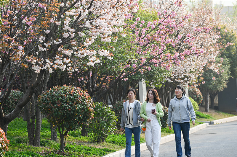 信陽新縣：一路繁花一路景_fororder_春光正美，一路繁花相伴。蔣侖 攝.JPG