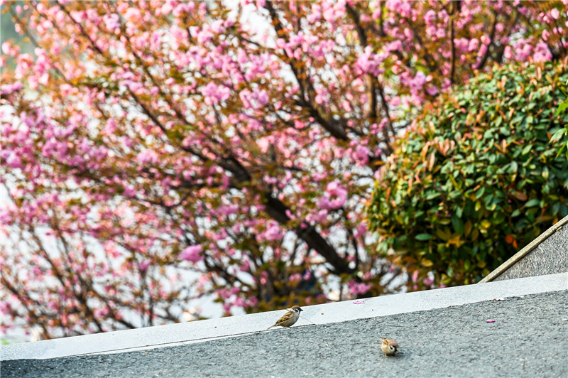 信陽新縣：一路繁花一路景_fororder_櫻花開，春意濃，鳥兒也來湊熱鬧。蔣侖 攝.JPG