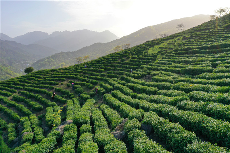 信陽市商城縣：高山春茶採制忙_fororder_商城縣蘇仙石鄉鄧樓村高山茶園裏，茶農在採摘春茶。.JPG