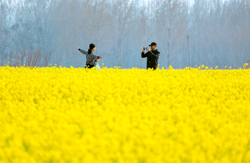 河南安陽：油菜花海 樂享春光