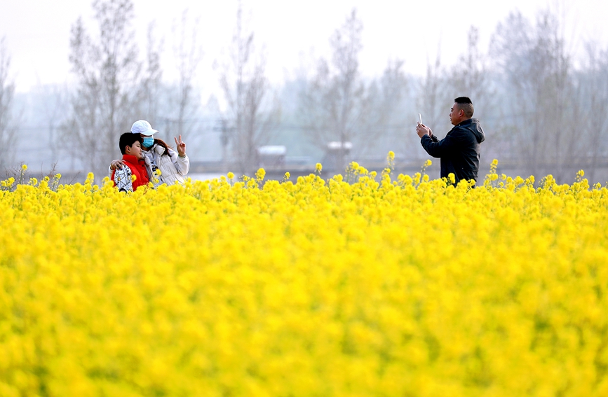 河南安陽：油菜花海 樂享春光