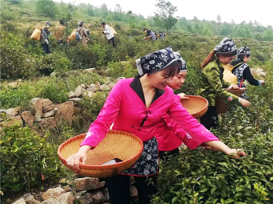 南陽市內鄉縣：茶旅融合 助力鄉村振興_fororder_採茶現場 攝影 李紅亞