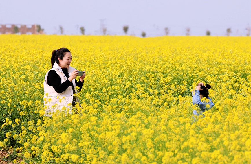 河南安陽：油菜花海 樂享春光