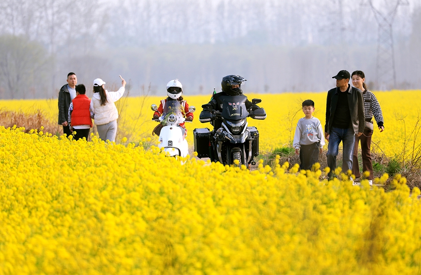 河南安陽：油菜花海 樂享春光