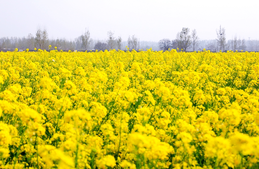 河南安陽：油菜花海 樂享春光