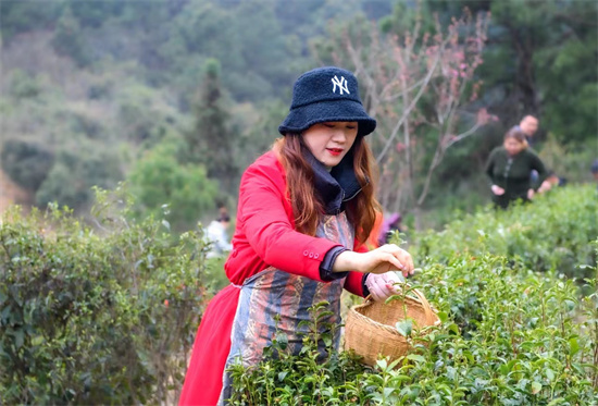 【原創】信陽新縣：茶香四溢的鄉村振興路_fororder_遊客體驗摘茶 新縣縣委宣傳部供圖