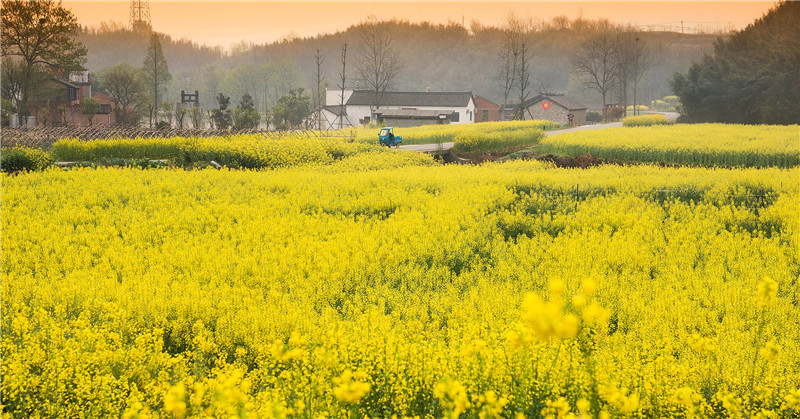 信陽市新縣：油菜花開 鄉村如畫_fororder_金色的希望  蔣侖 攝