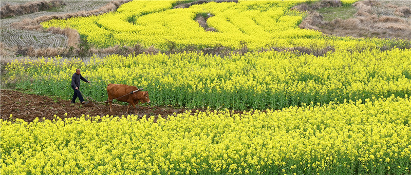 信陽市新縣：油菜花開 鄉村如畫_fororder_春耕圖  蔣侖 攝