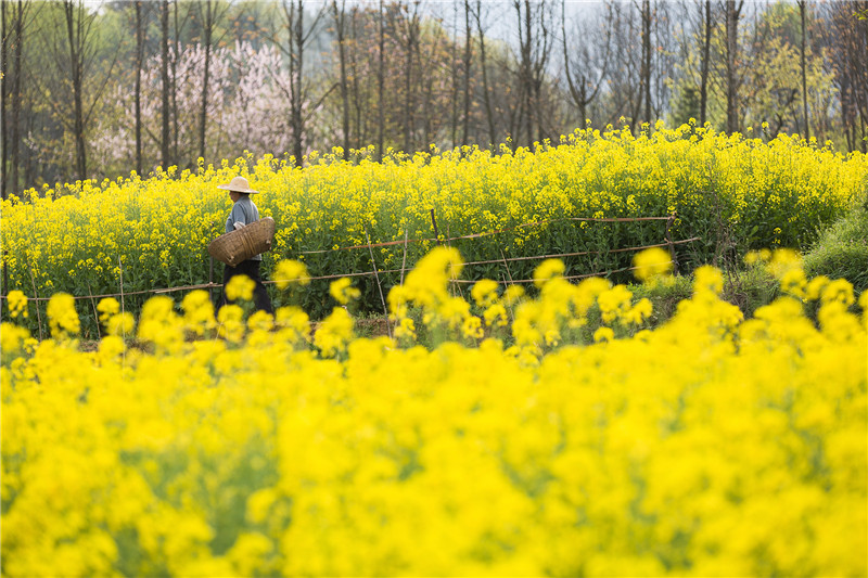 信陽市新縣：油菜花開 鄉村如畫_fororder_幹活歸來  蔣侖 攝