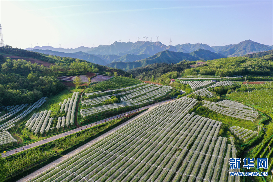 河南省三門峽市盧氏縣：綠染山川滿眼新