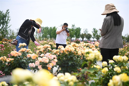 花千樹 香滿路：歷史名城南陽的“綠色”躍升_fororder_3