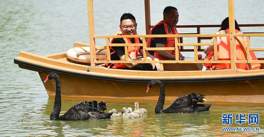 看，天鵝寶寶一家組團來“春遊”了