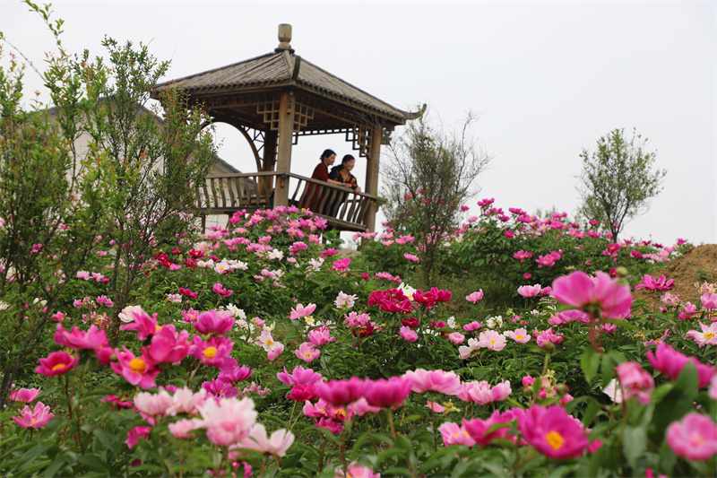 【原創】信陽市商城縣：芍藥花開引遊人_fororder_芍藥花色彩艷麗，美不勝收的景致吸引了眾多遊人前往觀賞。