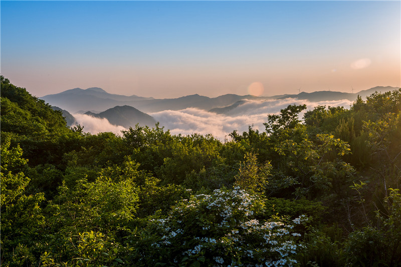 信陽新縣：初夏黃毛尖 雲海卷如潮_fororder_雲海翻涌騰細浪，濃霧繚繞係群山。范愛國 攝