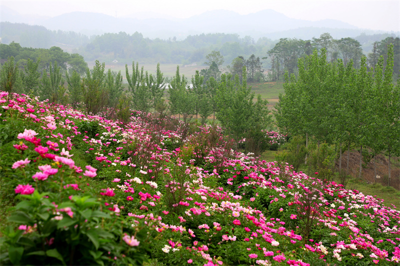 【原創】信陽市商城縣：芍藥花開引遊人_fororder_成方連片的芍藥花盛放。