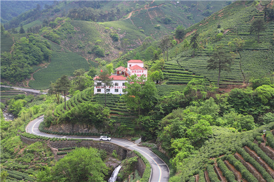 第二屆商城高山茶手工制茶大師賽開賽_fororder_高山茶産區 洪蘭  攝