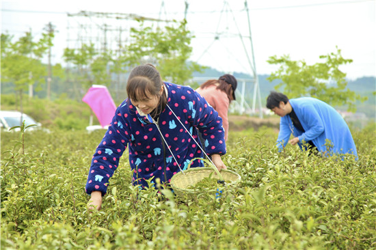 信陽市新縣首屆手工採茶炒茶鬥茶大賽火熱開賽_fororder_參賽選手大秀指上功夫（王麗君 攝）