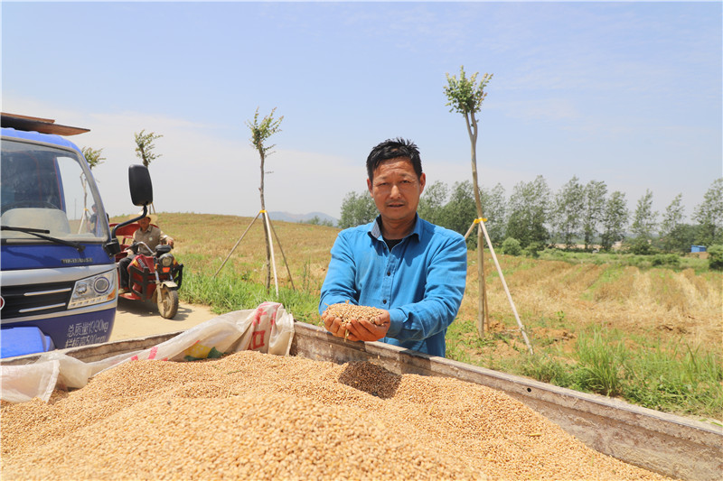 信陽市商城縣：又是一年好“豐”景 小麥收割正當時_fororder_糧食豐收 羅玉蘭攝.JPG