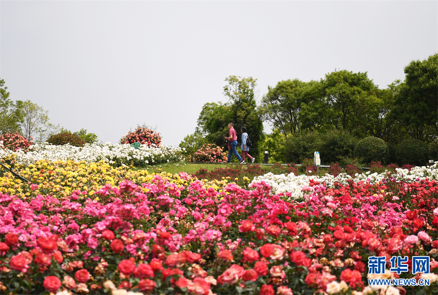 河南南陽：月季花開引客來