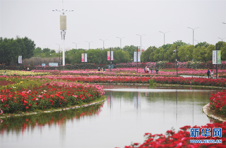 河南南陽：月季花開引客來