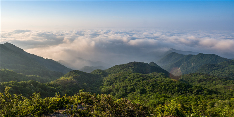 信陽新縣：初夏黃毛尖 雲海卷如潮_fororder_初夏的雲海，搭配藍天、微風，能讓煩惱一掃而空。范愛國 攝