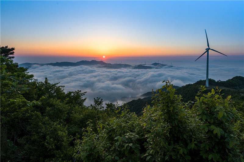 信陽新縣：初夏黃毛尖 雲海卷如潮_fororder_觀雲海日出時刻，讓人心曠神怡。范愛國 攝