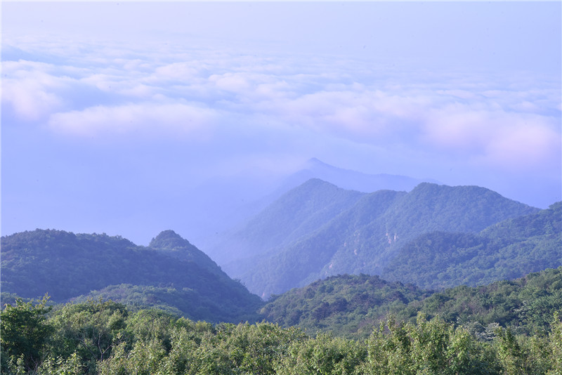 信陽新縣：初夏黃毛尖 雲海卷如潮_fororder_一鋪萬頃，站立山巔，恰如置身大海之濱。焦漢平 攝.JPG