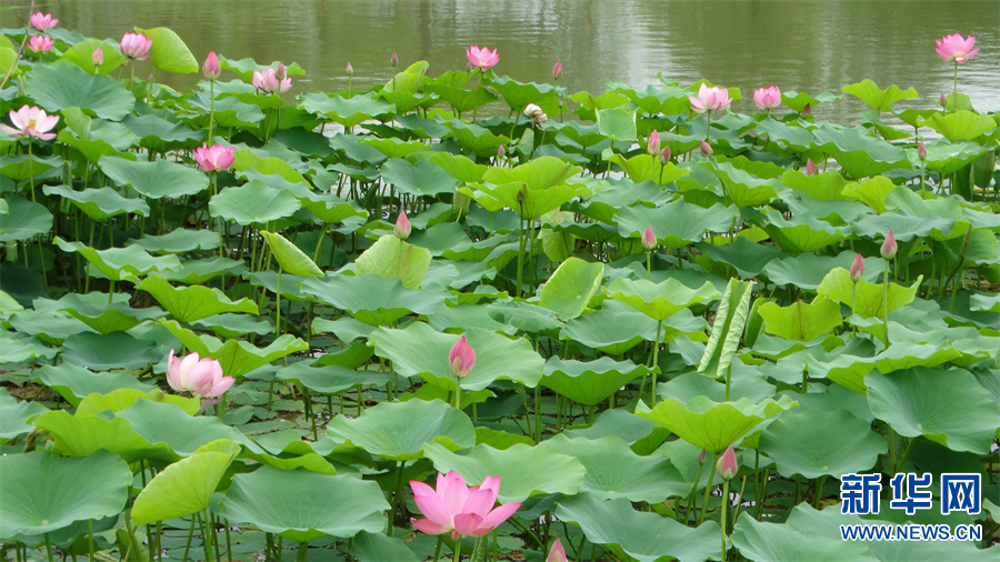 河南開封：嬌艷荷花開