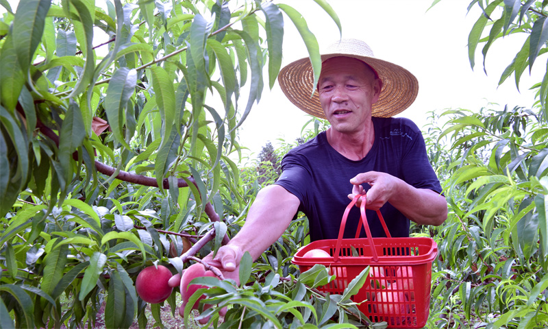 【原創】信陽：令人“桃”醉 新縣鮮桃採摘正當時_fororder_趙基明正在採摘水蜜桃（焦漢平 攝）