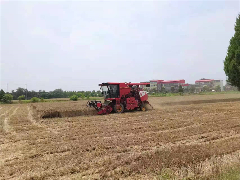 【原創】信陽市商城縣：奮力戰“三夏”確保夏糧顆粒歸倉_fororder_麥田收割忙 上石橋鎮供圖