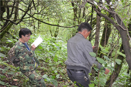 河南寶天曼國家級自然保護區入選首批國家林草科普基地_fororder_科研人員收集標本 供圖 河南內鄉寶天曼國家級自然保護區管理局