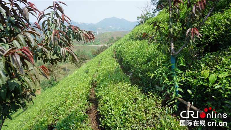 “一帶一路”國際青年“豫”見綠色信陽 見證“美麗中國”_fororder_圖片2