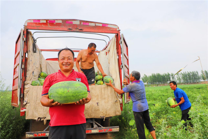 濮陽市范縣：西瓜套種辣椒助農增收_fororder_圖片7