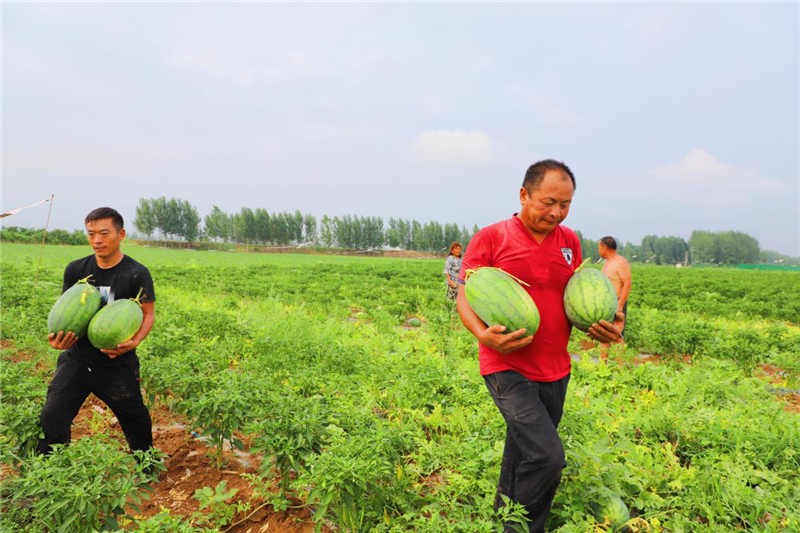 濮陽市范縣：西瓜套種辣椒助農增收_fororder_圖片3