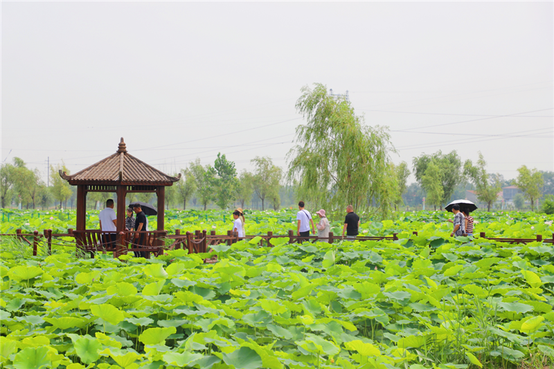 濮陽市范縣：千畝荷花引客來_fororder_圖片7