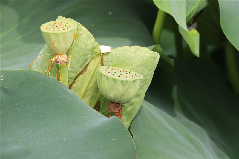 南陽新野：荷花盛開 豐收在當“夏”_fororder_蓮蓬兄弟.JPG