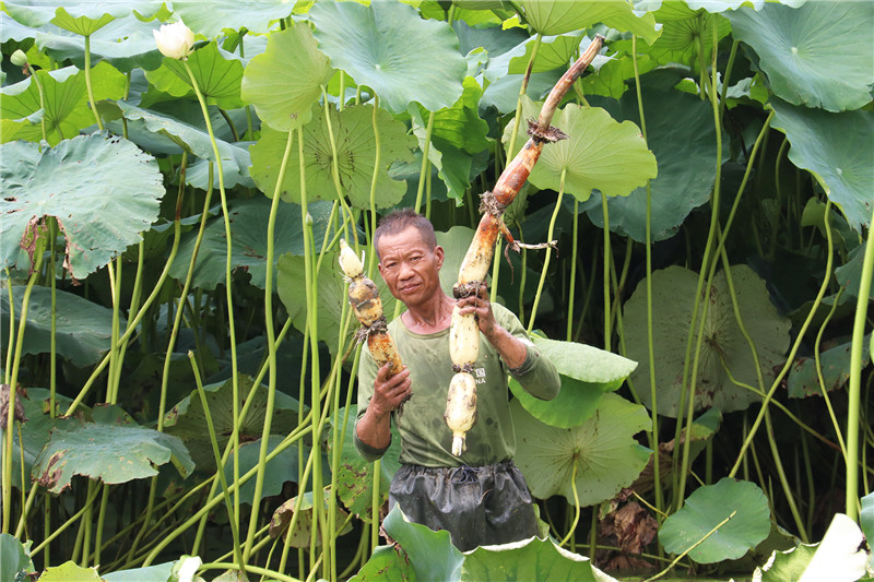 南陽新野：荷花盛開 豐收在當“夏”_fororder_剛出淤泥的蓮藕.JPG