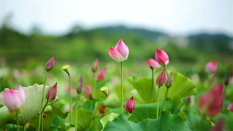 【原創】南陽市鎮平縣：“荷”你邂逅_fororder_惟有綠荷紅菡萏 卷舒開闔任天真 攝影 時君洋